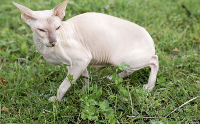 A Peterbald cat care with short hair coating