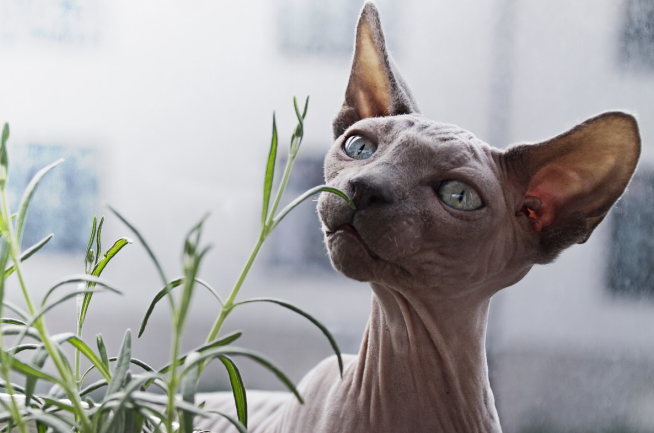 A Peterbald cat roaming around in a garden
