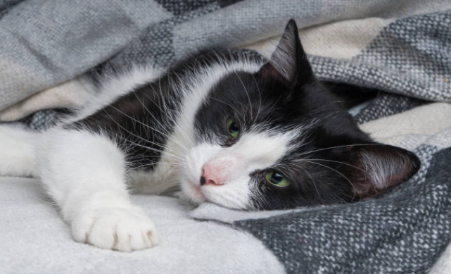 A cat is facing poor diet issues