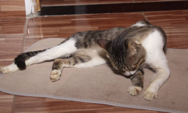 Signs of Illness in Cats