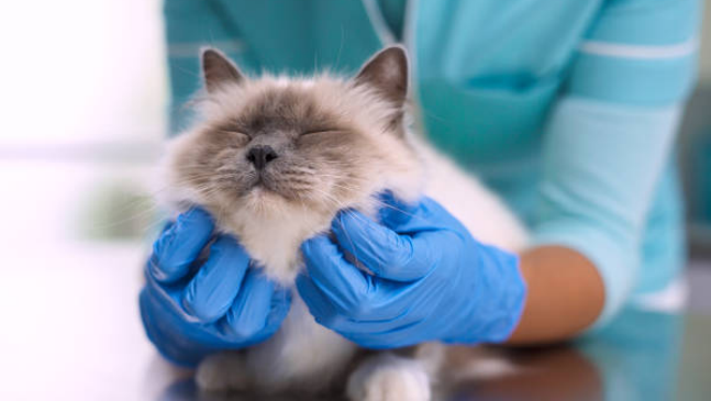 A cat at a vet clinic