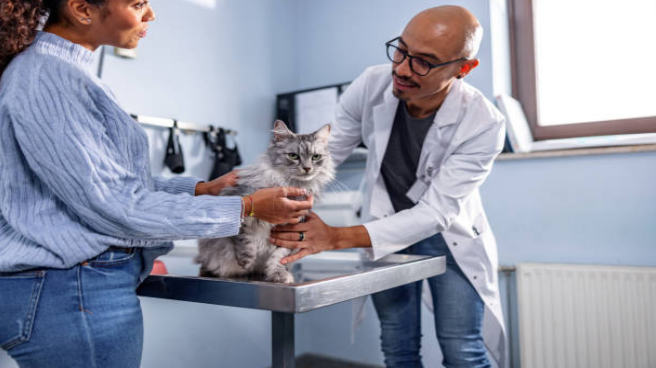 How to Care for a Sick Cat at Vet Clinic