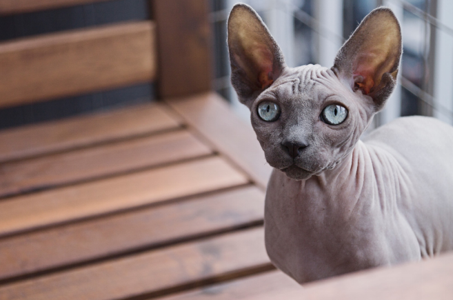 peterbald cat