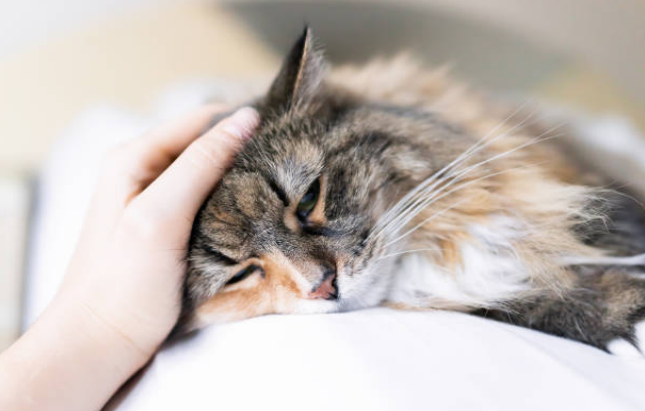 Cat losing weight but acting normal