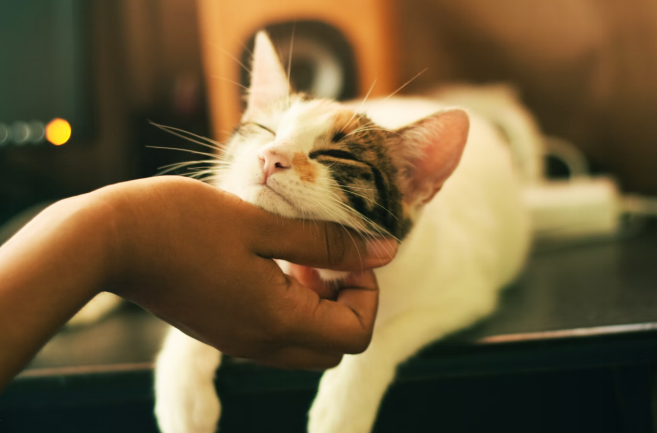 Close-up of a relaxed cat enjoying gentle chin scratches from a human hand