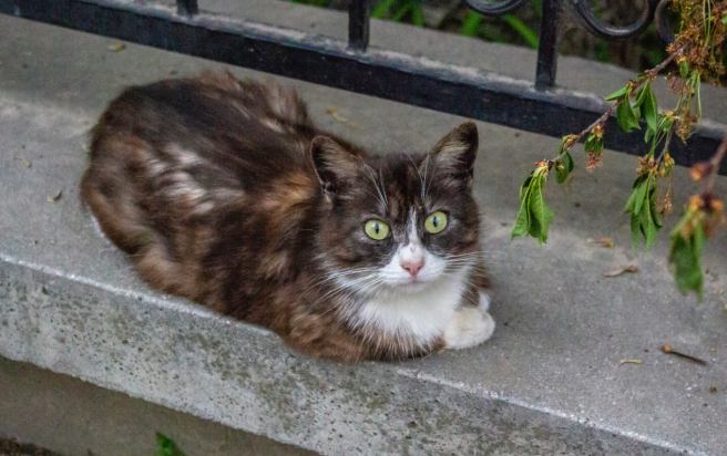 Cat sitting on sidewalk and watching its surroundings