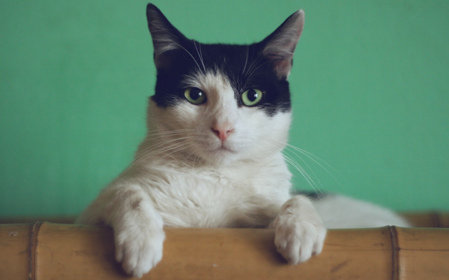 Cat in its bed with green wall behind it