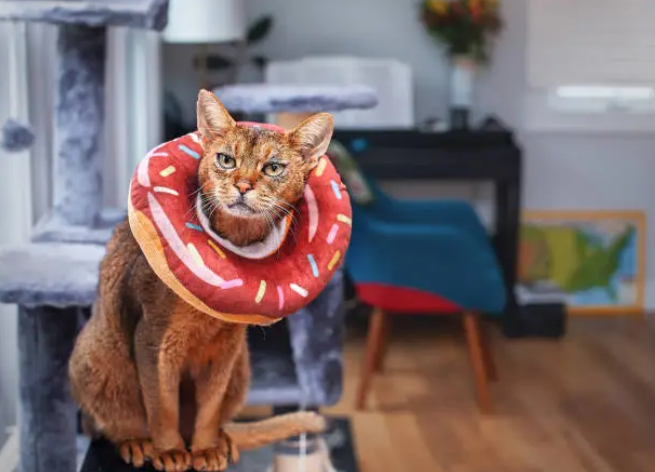 Do-nut shaped cat recovery collar