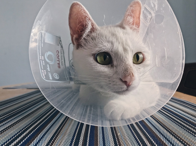 Cone of shame for cats