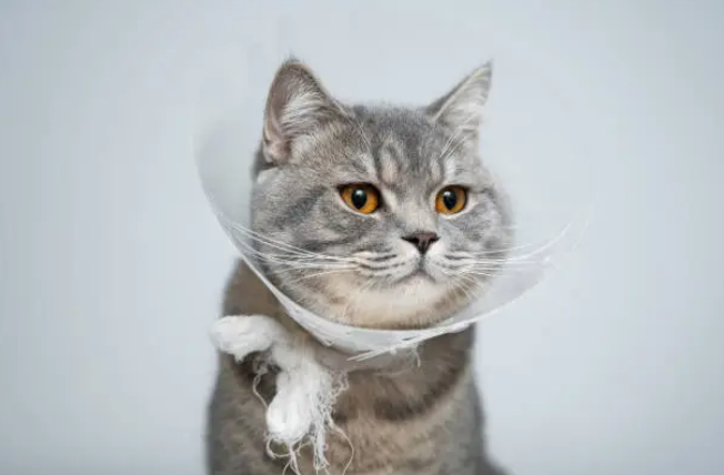 How to help a cat heal after surgery