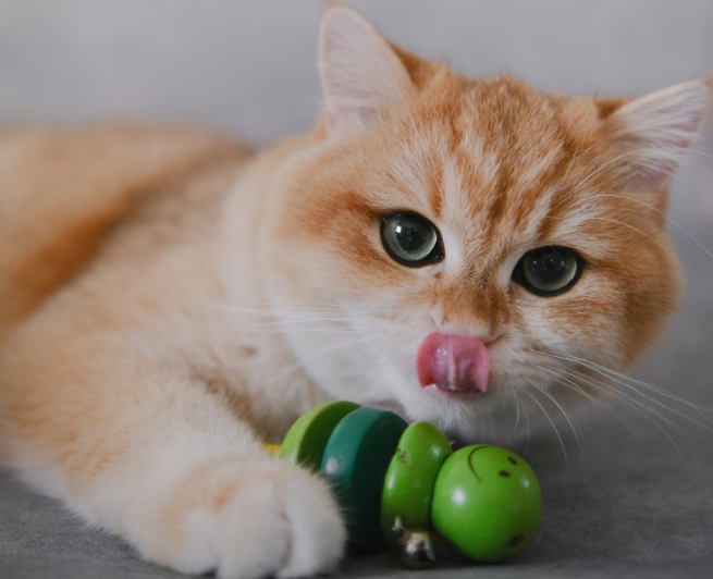 Cat sitting and playing with toys