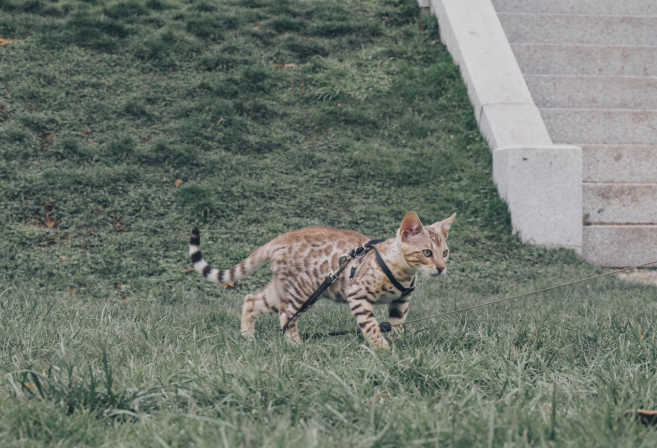 Bengal cat walking on a leash across a grassy area near stone steps