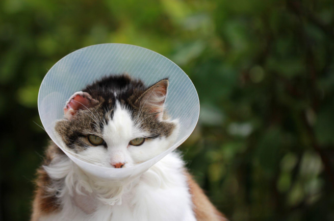 Cat wearing an e collar for cats sitting calmly