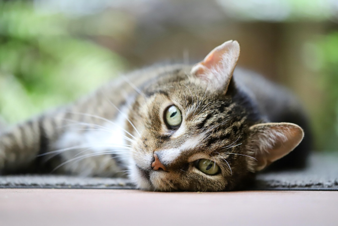 A Cat lying on the ground and staring at the camera