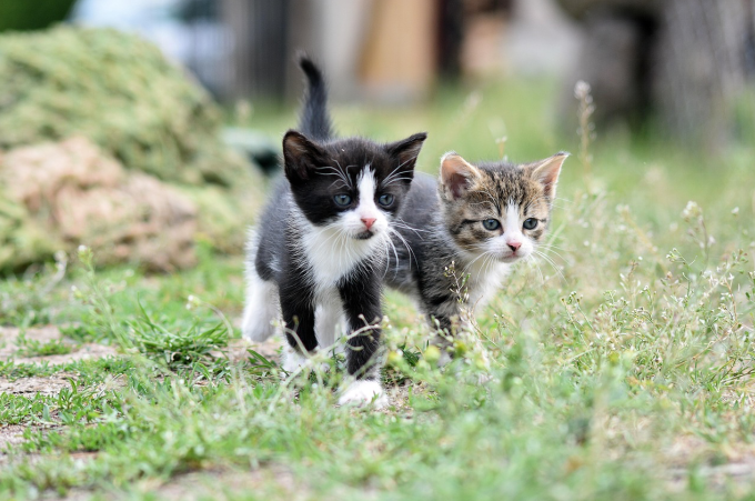 Two kittens walking together in an open ground