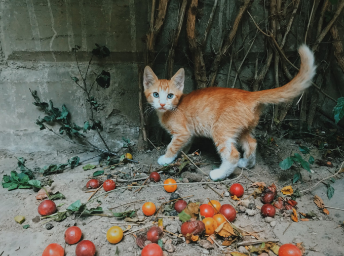 A kitten wanting to try out new fruits around it