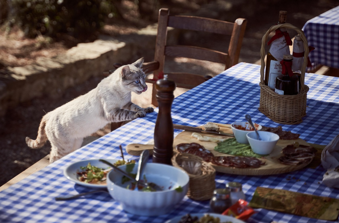 Cat trying to grab human food from table