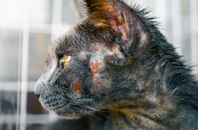 A Cat’s face full of Ringworms