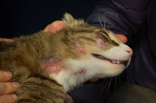Hotspots in the cat’s neck area