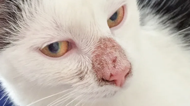 A closeup of a cat with ringworm on its nose
