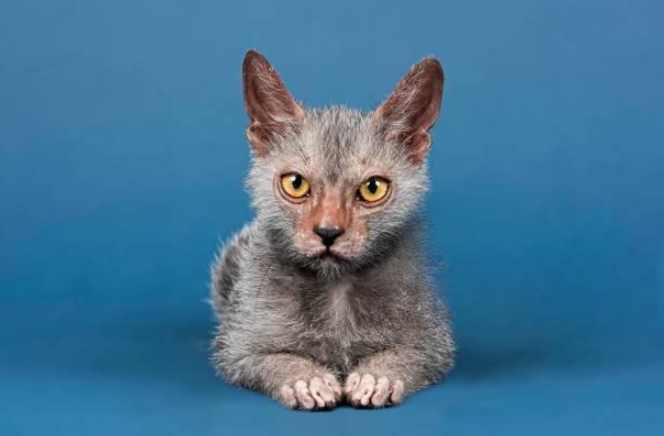A frowny Lykoi cat sitting against a black background