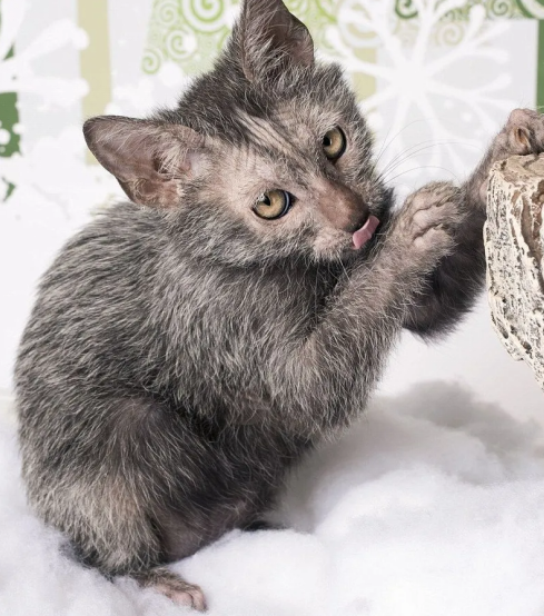 A Lykoi cat with patchy gray fur and golden eyes licks its paw on a snowy surface