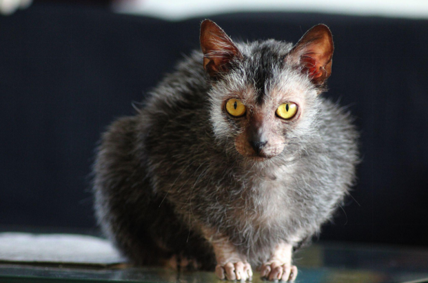 A lykoi cat striking yellow eyes sits ly on a glass surface against a dark background.