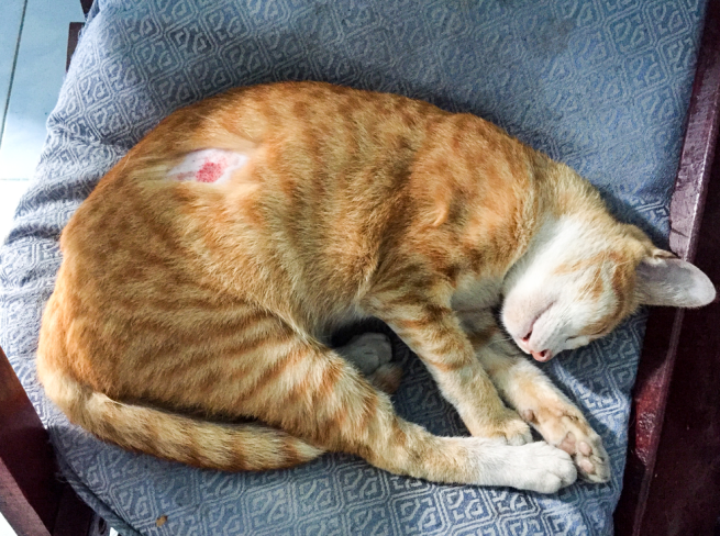 A cat with a hot spot on its stomach area
