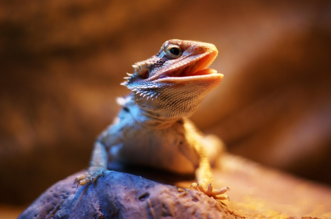 Cats and Bearded Dragons: Can These Unlikely Pets Get Along?
