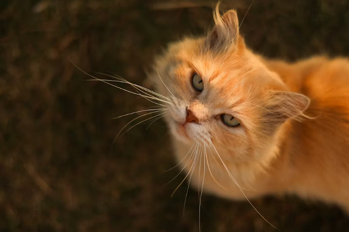 Orange long-haired cat looking up with soft evening light on its face