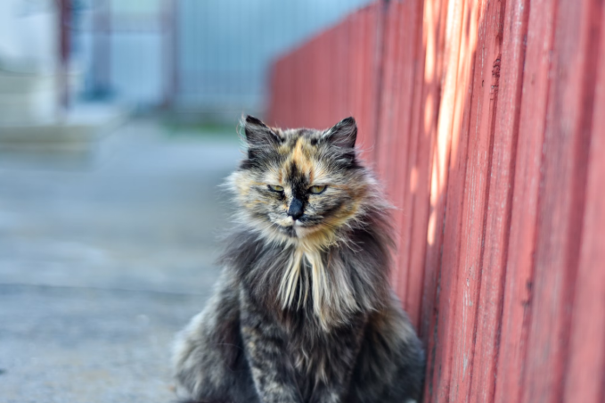 Cat sitting beside a red wooden fence