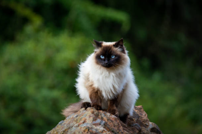 A Himalayan cat sitting on a rock in a forest