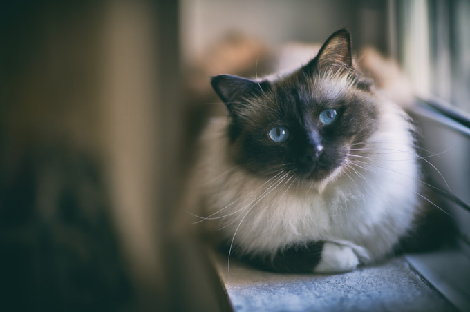 A Himalayan cat sitting peacefully beside a window