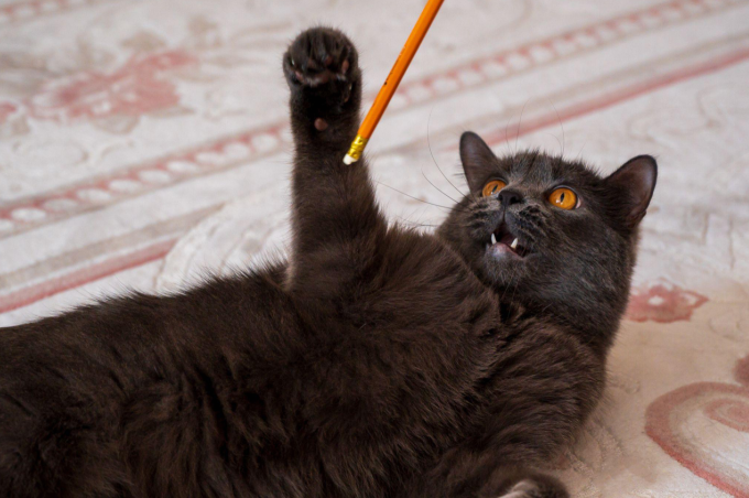 Bombay cat playfully reaching for an orange pencil
