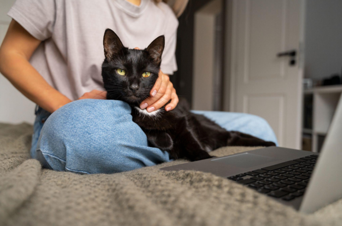 Bombay cat with greenish-yellow eyes resting on a person's lap beside a laptop