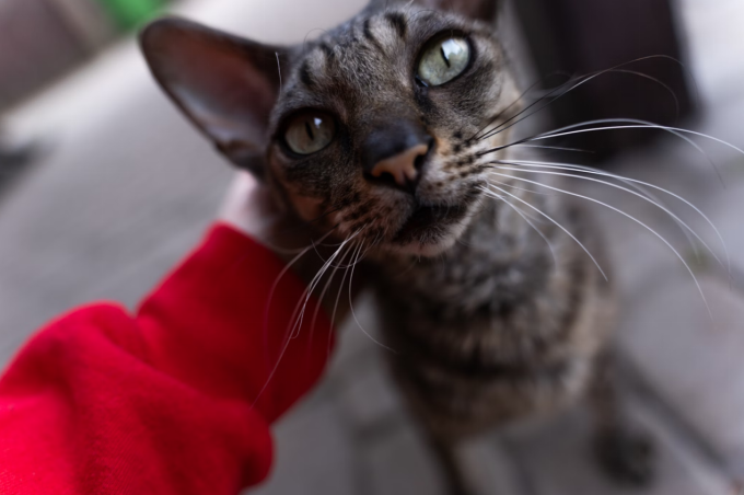 A close-up of a Cornish Rex cat being petted