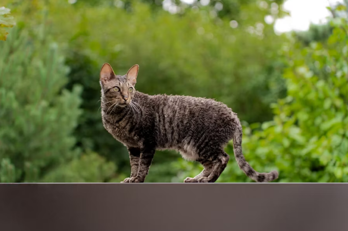 Cornish Rex Lifespan