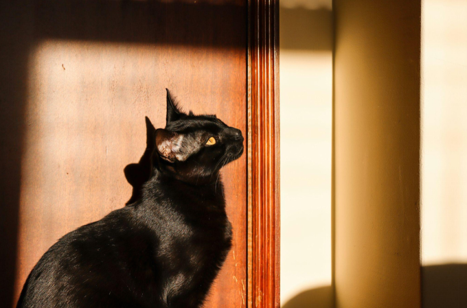 Bombay cat with sleek black fur sitting in sunlight against a wooden wall