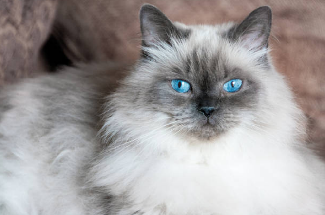 A white Himalayan cat with striking blue eyes looking in the camera