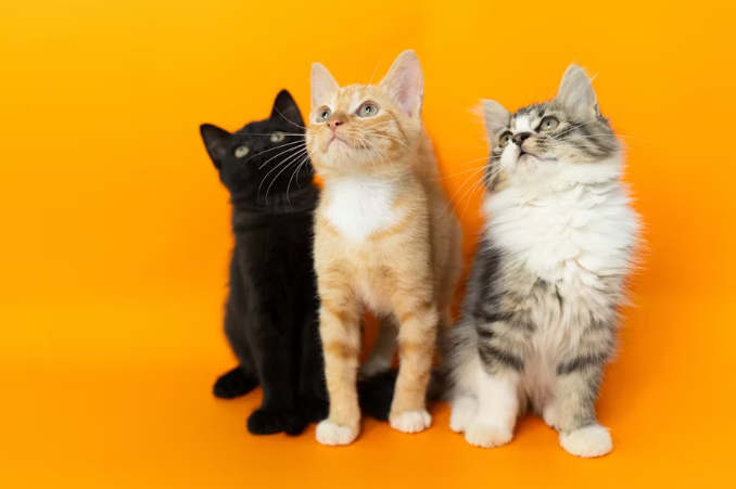 Three kittens sitting against a bright orange background
