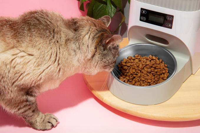 Cat eating from an automatic feeder