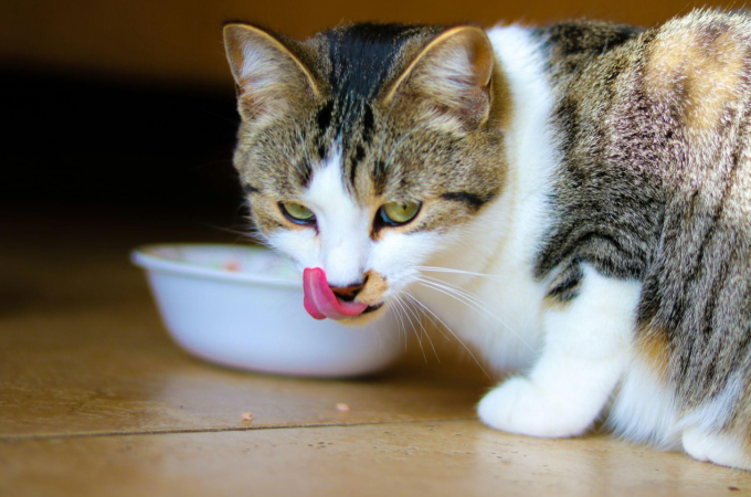 Cat eating oatmeal and licking its lips