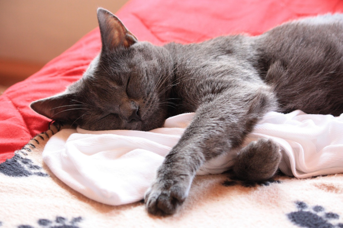 A Chartreux cat sleeping with a piece of cloth
