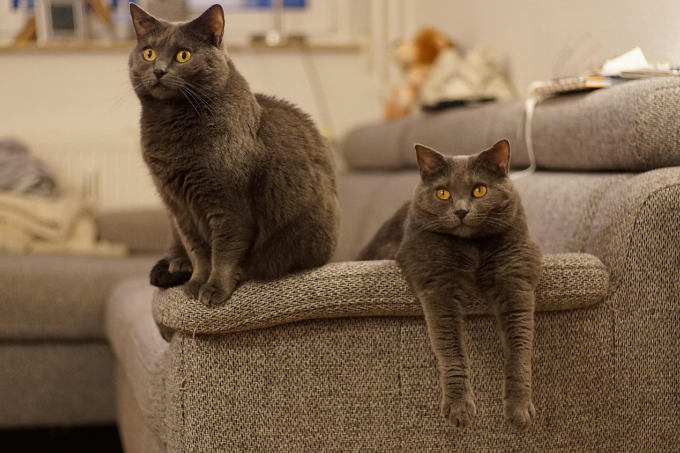Two Chartreux cats sitting on a sofa together