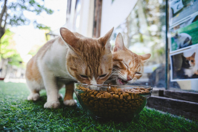 Two cats eating food in a transparent bowl