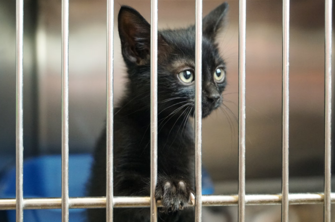 A Black kitten with paw on cage bar