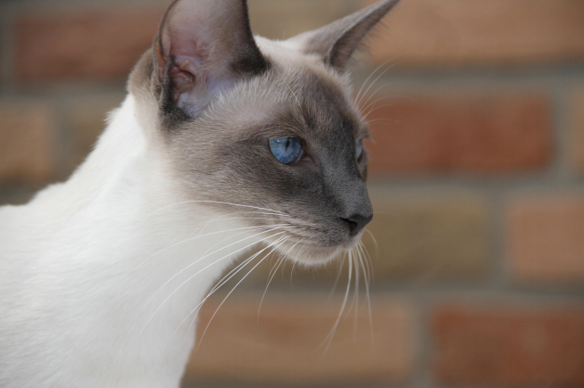 Blue Point Siamese cat in profile view.