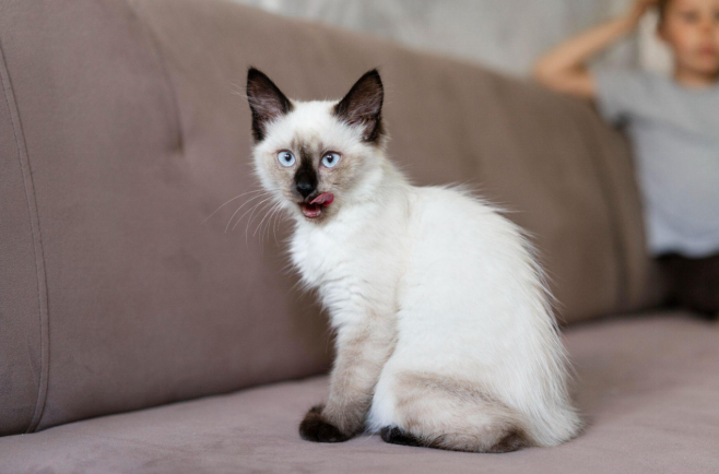 Fluffy Himalayan Siamese kitten sitting on a couch with tongue out.