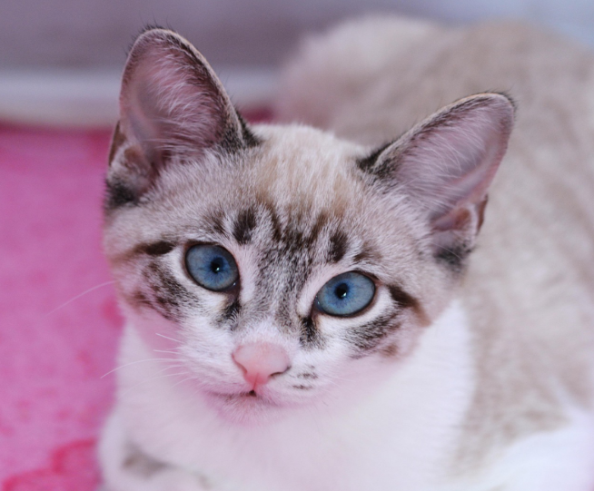 Mixed Siamese cat with blue eyes on a pink carpet