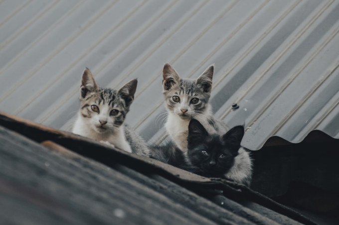 Three curious kittens sitting on a wooden surface, looking  and playful